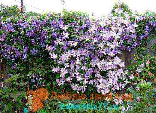 clematis planting and care outdoors in the middle lane