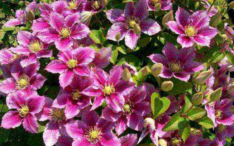 clematis planting and care outdoors in the middle lane