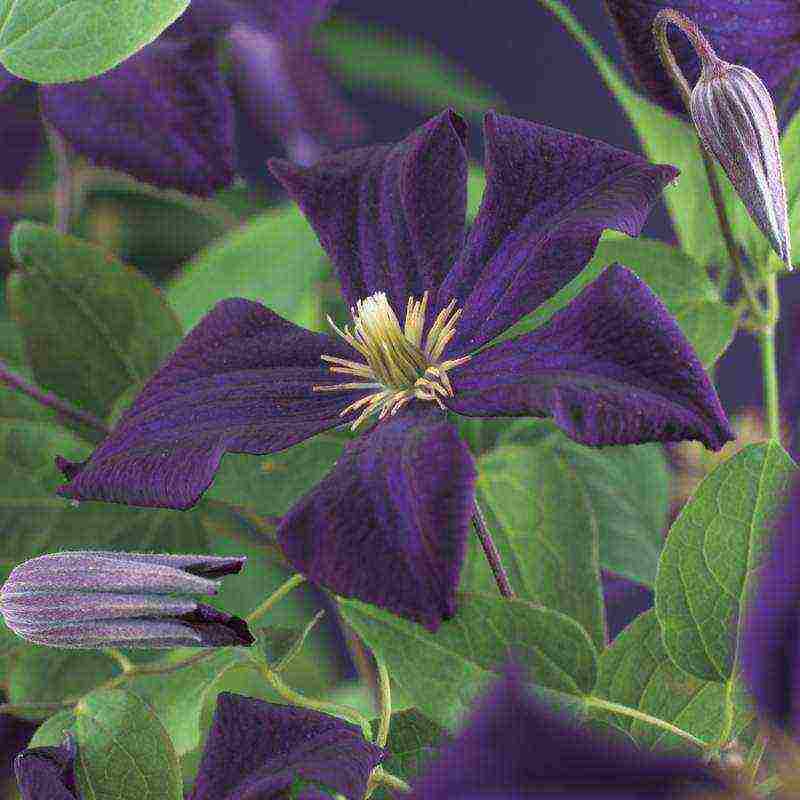 clematis planting and care outdoors in the middle lane