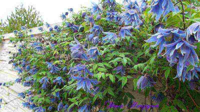 clematis planting and care outdoors in the middle lane