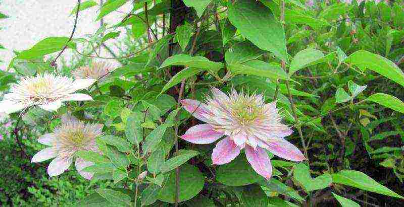 clematis planting and care outdoors in the middle lane