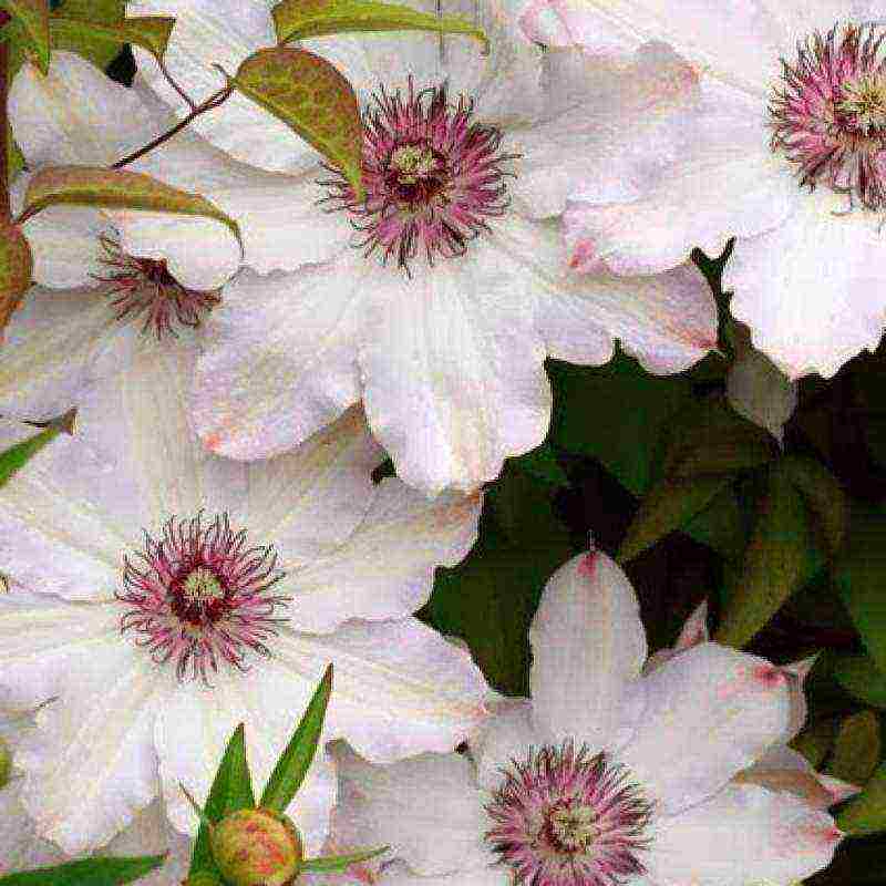 clematis planting and care outdoors in the middle lane