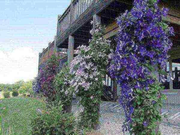 clematis planting and care outdoors in the middle lane