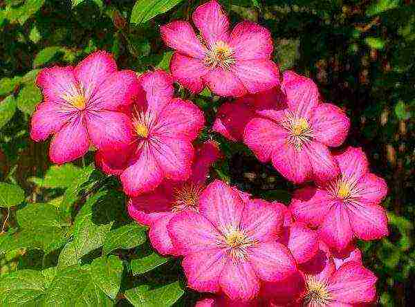 clematis planting and care outdoors in the middle lane