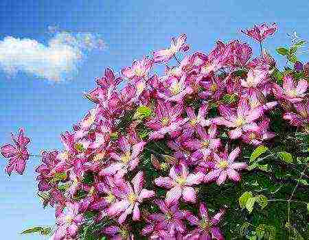 clematis planting and care outdoors in the middle lane