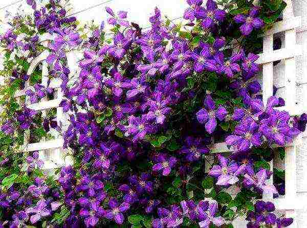 clematis planting and care outdoors in the middle lane