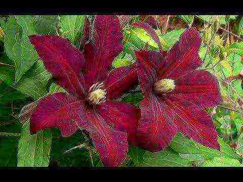 clematis planting and care outdoors in the middle lane