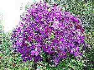 pagtatanim ng clematis at pag-aalaga sa labas ng gitnang linya