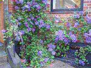 clematis planting and care outdoors in the middle lane