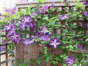 clematis planting and care outdoors in the middle lane