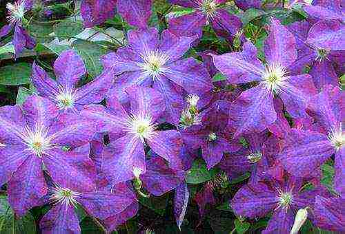 clematis garden planting and outdoor care in the Urals