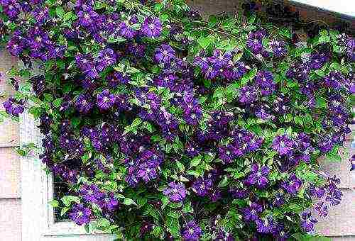 clematis garden planting and outdoor care in the Urals