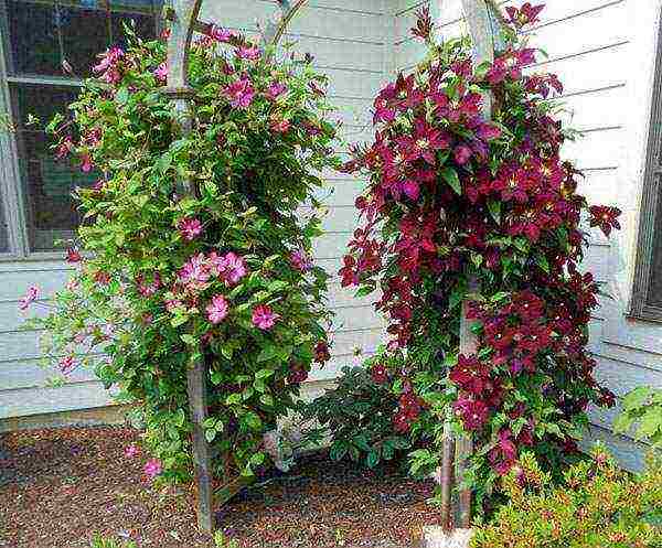 clematis garden planting and outdoor care in the Urals