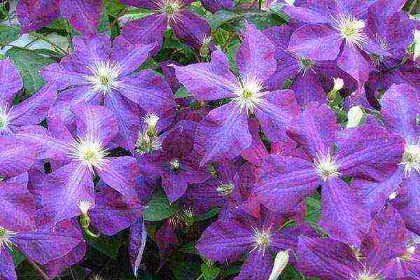 clematis garden planting and outdoor care in the Urals