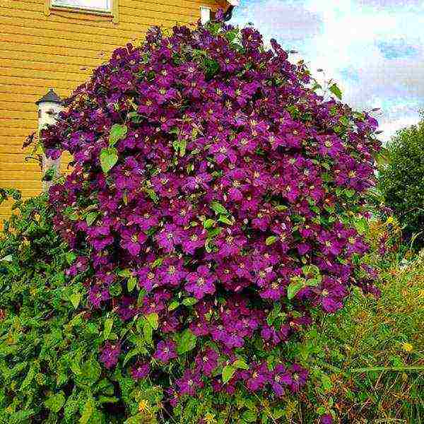 clematis garden planting and outdoor care in the Urals