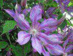 clematis garden planting and outdoor care in the Urals