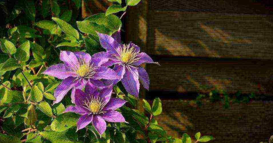 clematis garden planting and outdoor care in the Urals