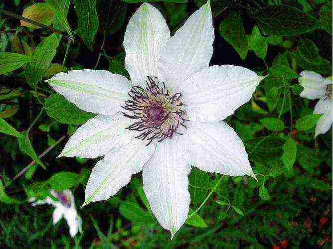 clematis garden planting and outdoor care in the Urals