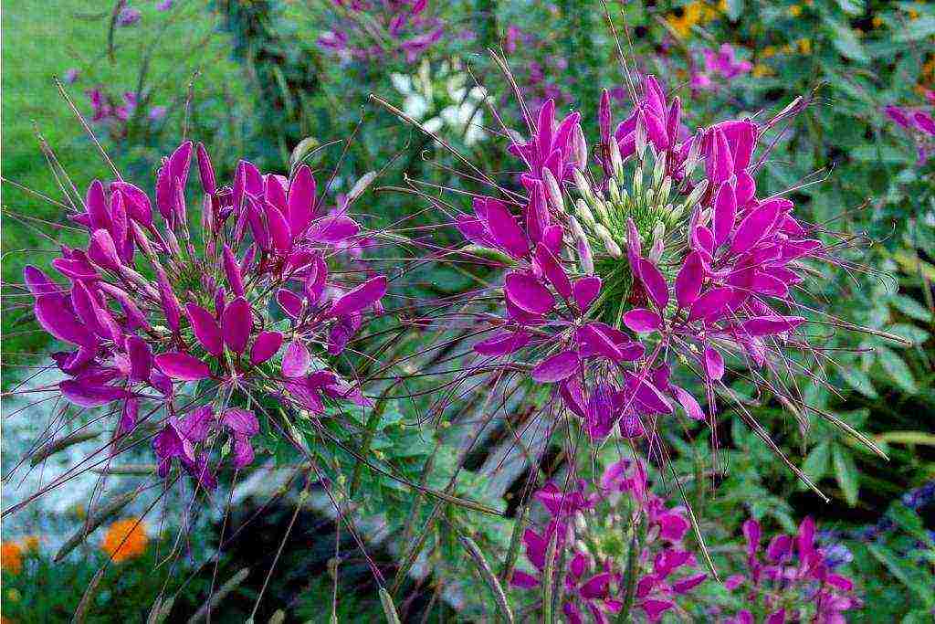 cleoma color fountain planting and care in the open field