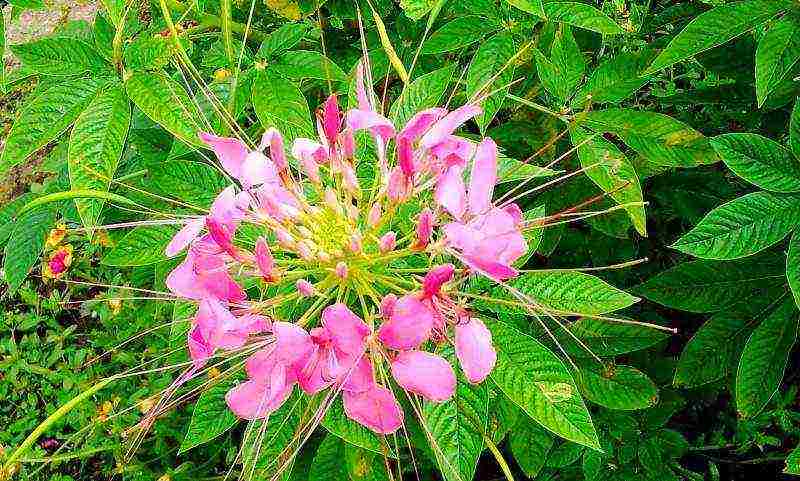 cleoma color fountain planting and care in the open field