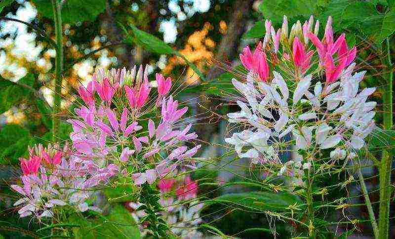 cleoma color fountain planting and care in the open field