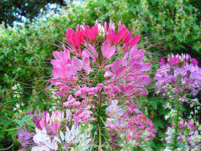 cleoma color fountain planting and care in the open field