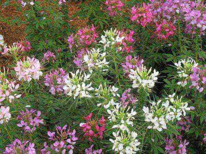 cleoma color fountain planting and care in the open field