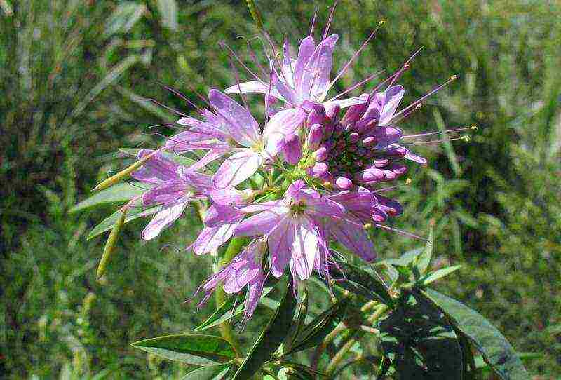 cleoma color fountain planting and care in the open field