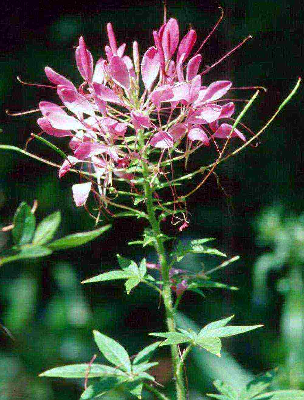 cleoma color fountain planting and care in the open field