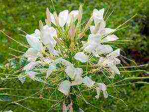 cleoma color fountain planting and care in the open field