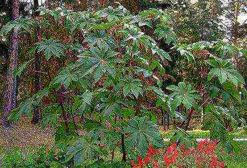 castor bean planting and care in the open field for the winter