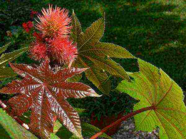 castor bean planting and care in the open field for the winter