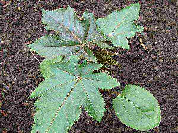 castor bean planting and care in the open field for the winter