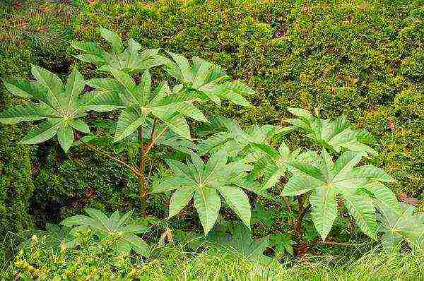 taniman ng castor bean at pangangalaga sa bukas na bukid para sa taglamig