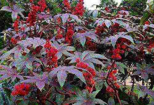 castor bean planting and care in the open field for the winter