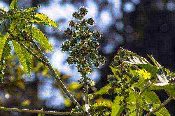 taniman ng castor bean at pangangalaga sa bukas na bukid para sa taglamig