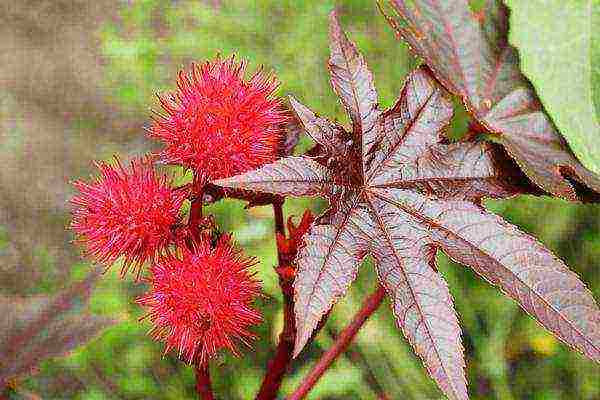 taniman ng castor bean at pangangalaga sa bukas na bukid para sa taglamig