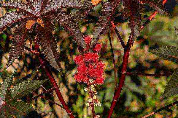 taniman ng castor bean at pangangalaga sa bukas na bukid para sa taglamig