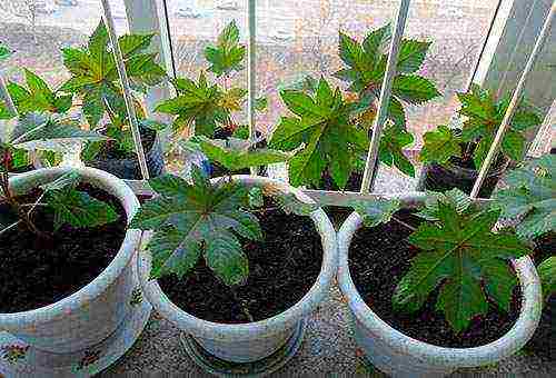 castor bean planting and care in the open field for the winter