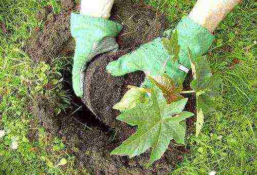 castor bean planting and care in the open field for the winter