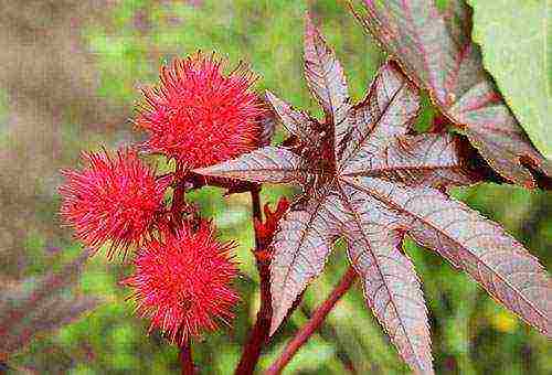 taniman ng castor bean at pangangalaga sa bukas na bukid para sa taglamig