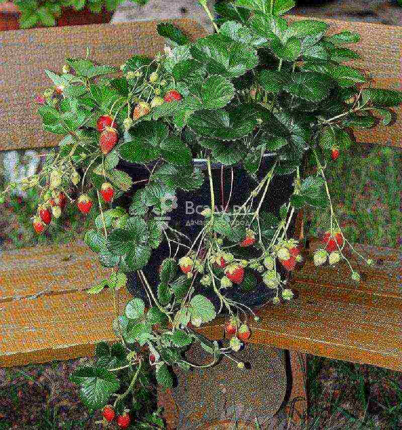 strawberry balcony stream ampelous how to grow