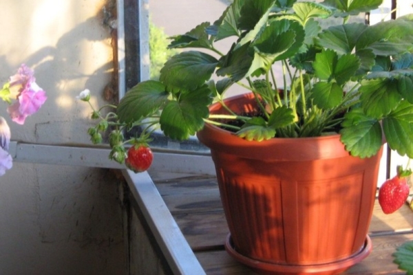 strawberry balcony stream ampelous how to grow