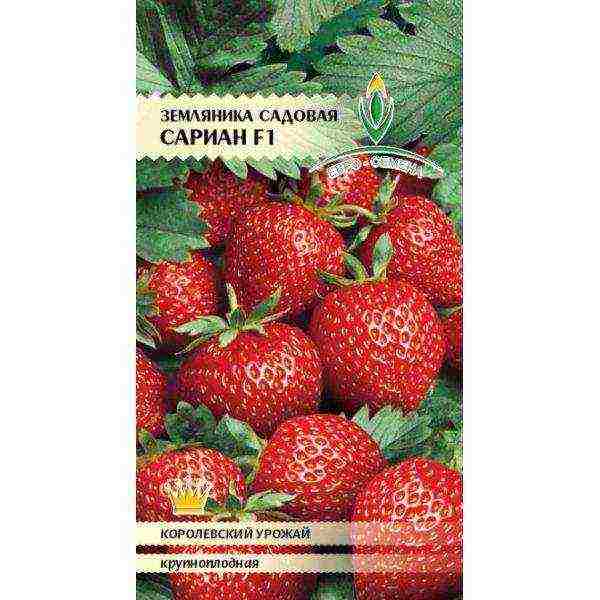 strawberry balcony stream ampelous how to grow