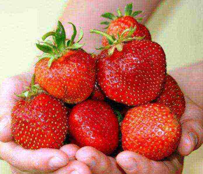 strawberry frigo the best varieties