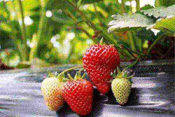 strawberry frigo the best varieties