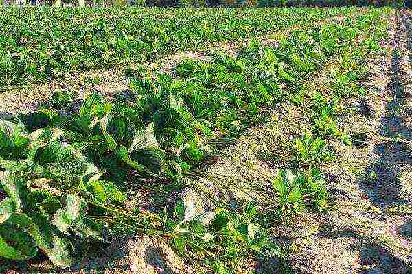 strawberry frigo the best varieties