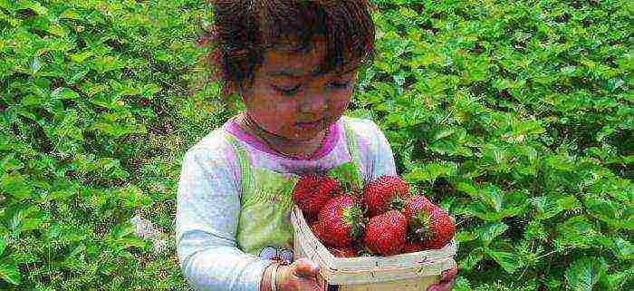 strawberry frigo the best varieties