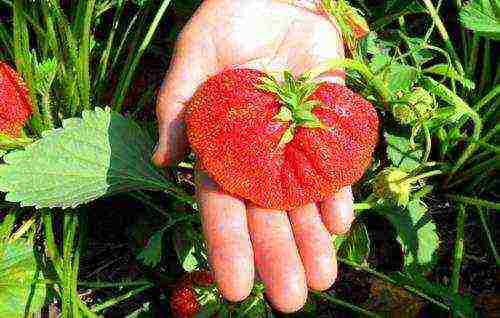 strawberries which varieties are better