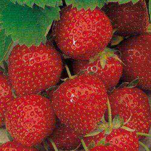 strawberries which varieties are better